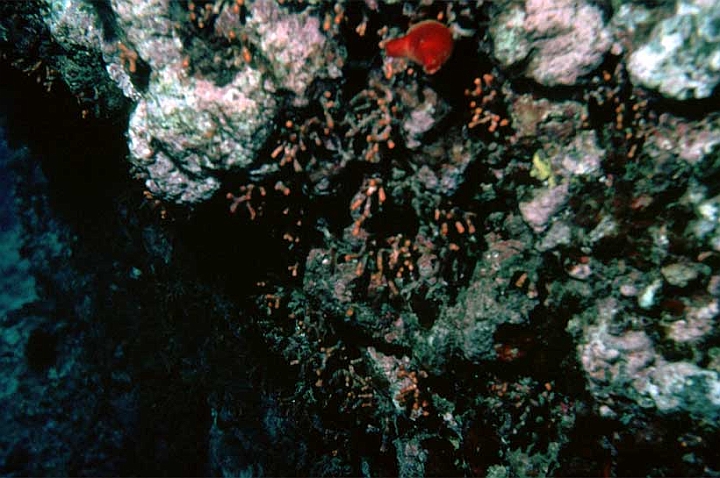 01 Myriapora truncata.jpg - Detto "falso corallo" in zone ombragiate...